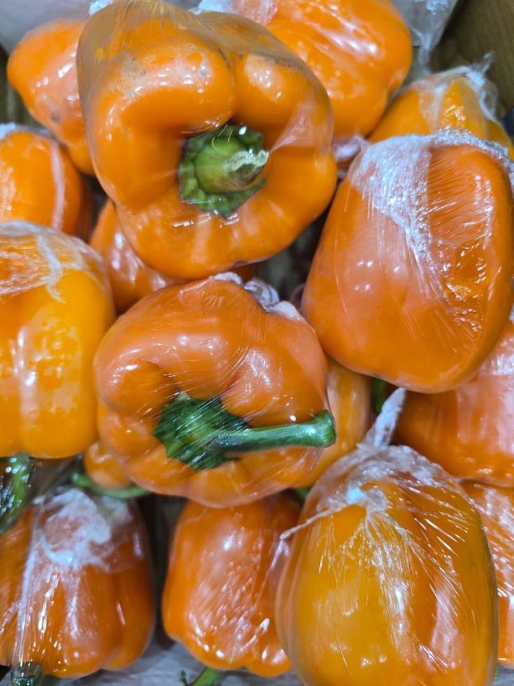 فلفل برتقالي كبير_thumbnail_1